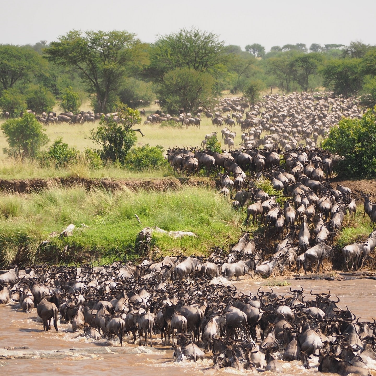 The Great Wildebeests Migration is the sight to experience at its best.

And the time is now to book your safari and experience such a wonderful and memorable event.

Book with us
📧 info@makoyesafaris.com
🌐 https://www.makoyesafaris.com

#serengetinationalpark #sorry_yesterday #lifesituation #grouptravel #luxurytravel #solotraveler #wonderlust #emotions #worldtour #chinatravels #love #nomadlife #instatravel #unitedarabemirate #italy #worldtraveler #voyage #travelnut #travelgirl #travelblogger #storyteller #unitedstates #travelnurses #familytravel #travel #photography #nature #lonely #naturephotograph #serenity