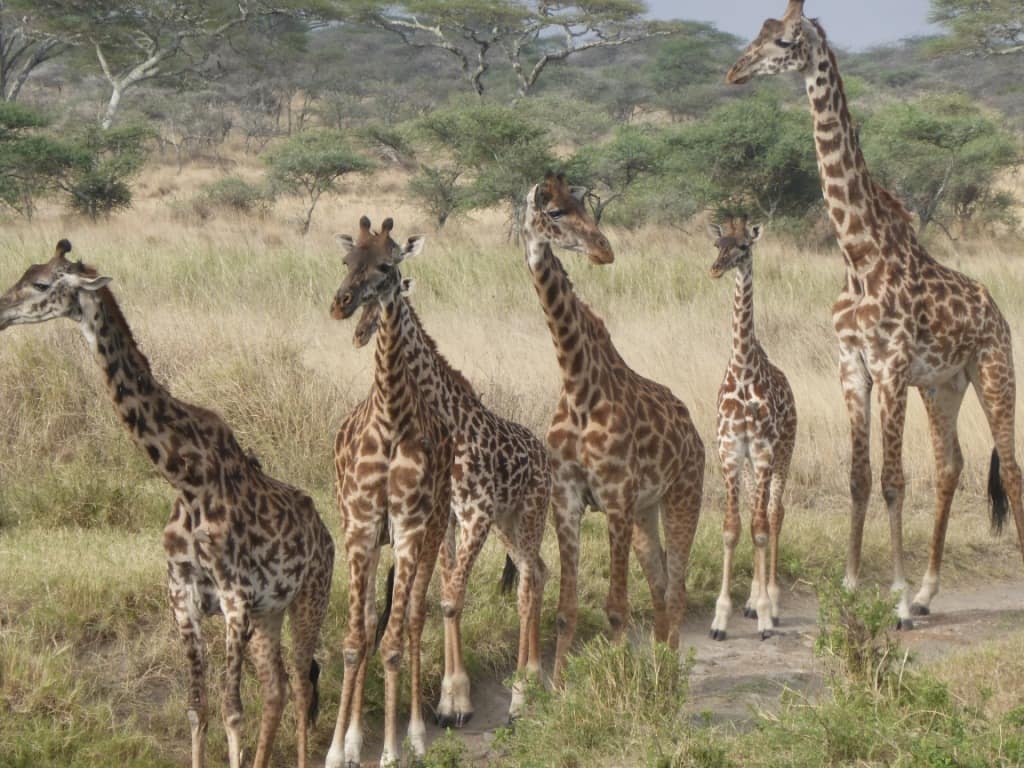a group of #giraffe is called A tower. #giraffes are the tallest animals in the world.
While on safari you will get to witness these magnificent animals on their natural environment and how beautiful they are.

Plan your trip with us and enjoy the best safari vacation.
We got packages to suit all your needs  from budget safari, mid-range safari, luxury safari, group packages and family trip.
All packages are within your budget.

Book with us
📧info@makoyesafaris.com
🌐https://www.makoyesafaris.com

#giraffe #tanzaniasafari #travelnut #travelgirl
#travelgram #traveling #travelphotograph #travelling
#travelblogger #traveler #travelingram #traveltheworld
#traveller #travel #canada #chinatravels #china #italy #unitedarabemirates #unitedstates #family #familytrip