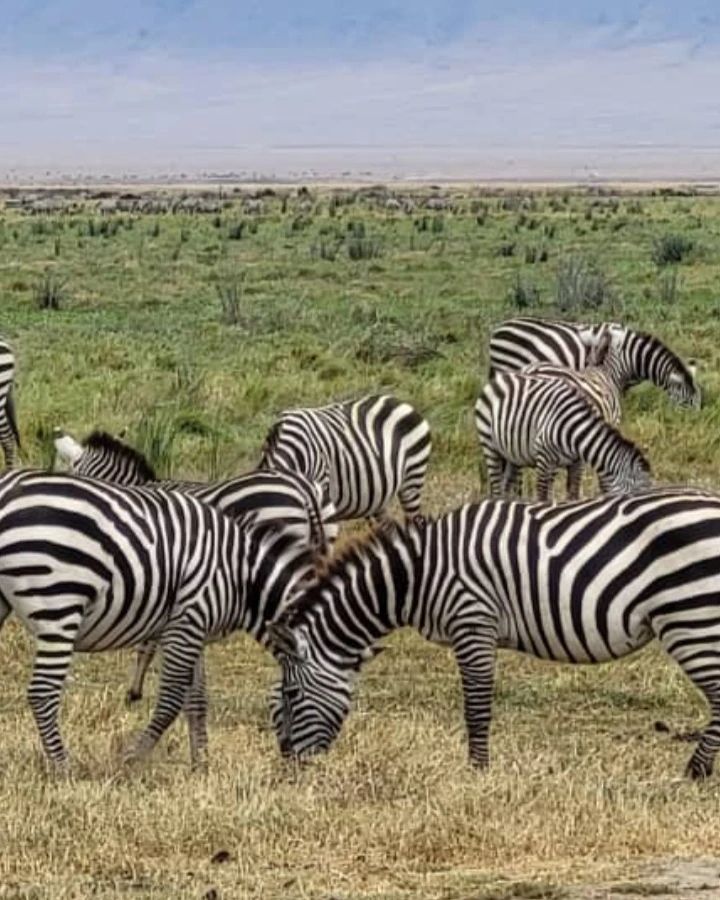 Zebras stripes help Zebras to dazzle and confuse predators and biting insects, or to control the animal's body heat. Zebras stripes are unique, they also have a social purpose, helping zebras to recognise one other. 

Get our free Itinerary sample and learn more about african safaris vacation & holidays vacation.

Book with us 
📧info@makoyesafaris.com 
📞+255682260700/ +255 686427750 

Visit our website
🌐http://www.makoyesafaris.con

#warthog #grouptravel #luxurytravel #solotraveler #wonderlust #emotions #worldtour #chinatravels #travelnut #travelblogger #traveling #travelphotography #travelingram #traveller #traveltheworld #instatravel #photooftheday #unitedarabemirates #unitedstates #unitedkingdom #china #france #italy #travelguide