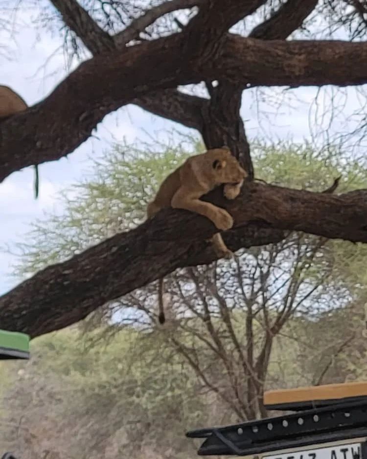 It's a perfect time now to enjoy a cool breeze in Serengeti, and this queen of the jungle is enjoying her own. According the experts, in the whole world, there are two 'populations' of tree climbing lions, and only found in East Africa.

Book with us on 
📧info@makoyesafaris.com 
📞+255682260700/ +255 686427750 

Visit our website
🌐http://www.makoyesafaris.con

#warthog #grouptravel #luxurytravel #solotraveler #wonderlust #emotions #worldtour #chinatravels #travelnut #travelblogger #traveling #travelphotography #travelingram #traveller #traveltheworld #instatravel #photooftheday #unitedarabemirates #unitedstates #unitedkingdom #china #france #italy #travelguide