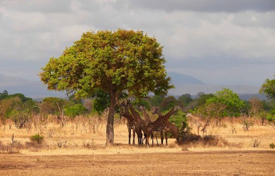 10509497 - giraffes in mikumi national park in tanzania