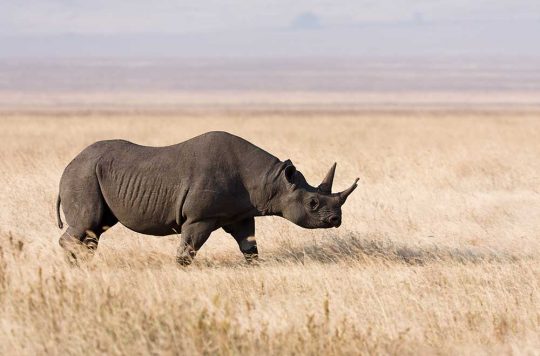 Ngorongoro_rhino
