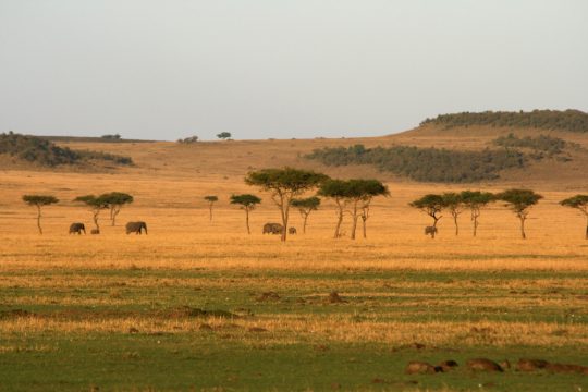 Norhtern Serengeti 2