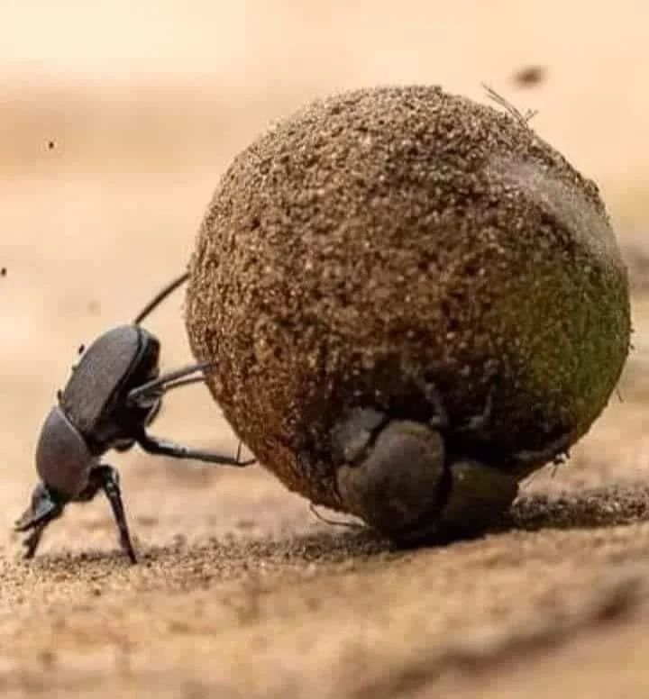The wrong guy in the right place at the right time, all alone, unique and singular. Dung beetles or known as rollers, roll dung into round balls, which are used as a food source or breeding chambers. Some species of dung beetles can bury dung 250 times their own mass in one night.

#sorry_yesterday #lifesituation #grouptravel #luxurytravel #solotraveler #wonderlust #emotions #worldtour #chinatravels #love #nomadlife #instatravel #unitedarabemirate #italy #worldtraveler🌎 #golf  #voyage #travelnut #travelgirl #travelblogger #storyteller #unitedstates #travelnurses #familytravel #travel #photography #nature #lonely #naturephotograph #serenity